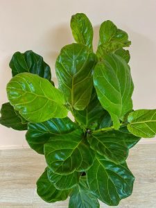 Lyralapis fikusas (Ficus lyrata)