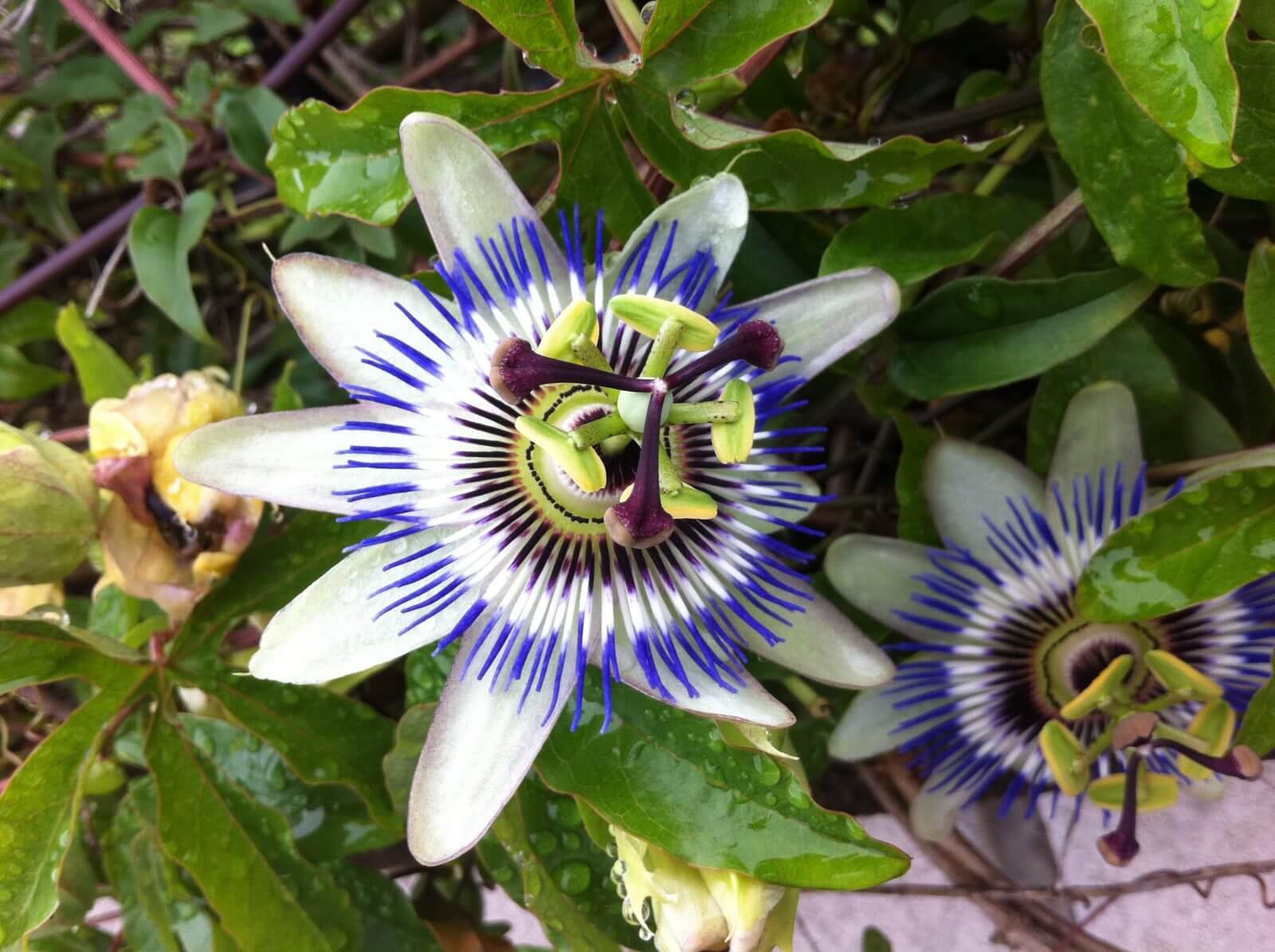 melsvoji pasiflora auginimas prieziura