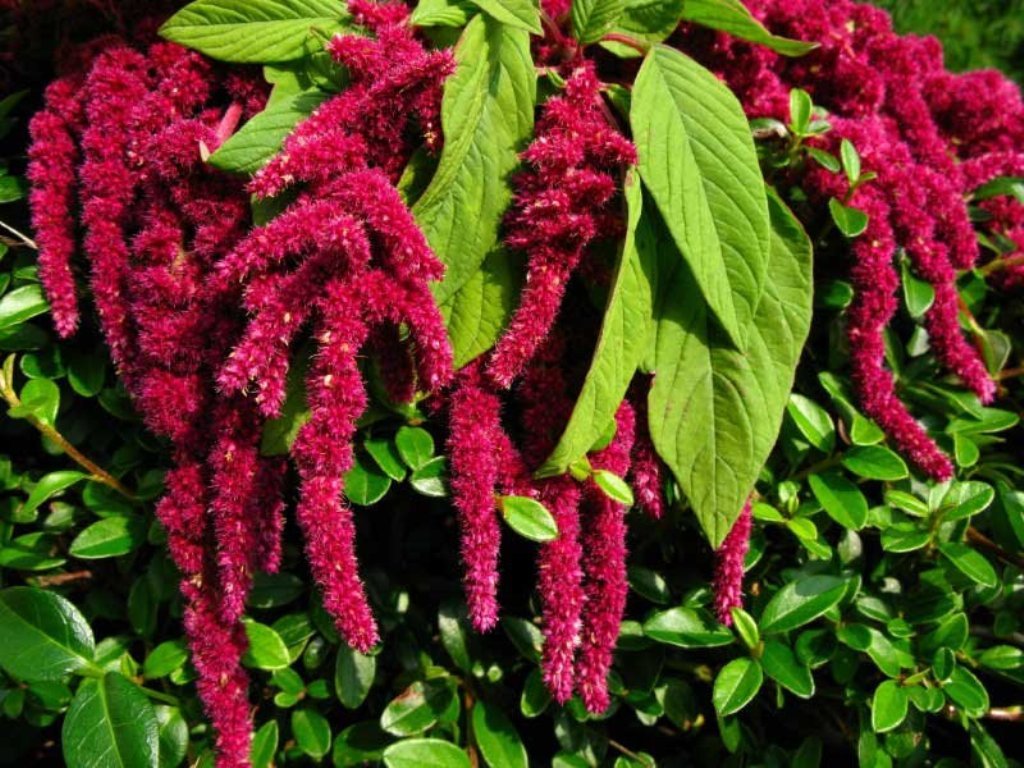 Amarantui