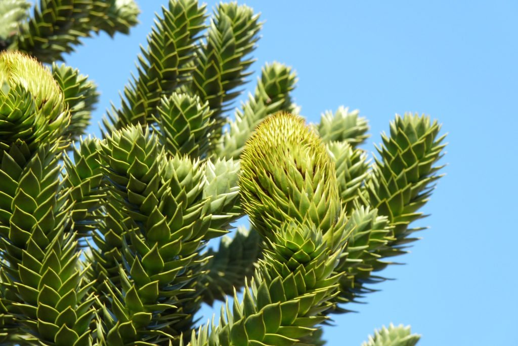 Araukarija (Araucaria)