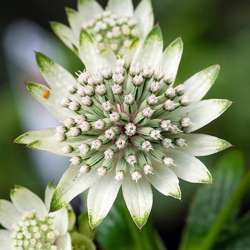Astrantija