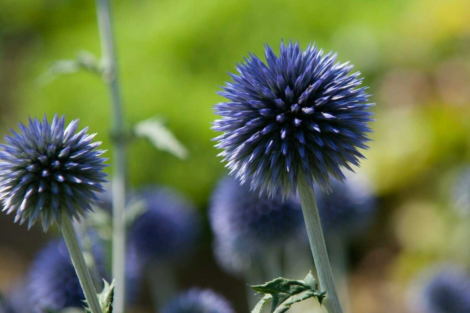 Bandrenis