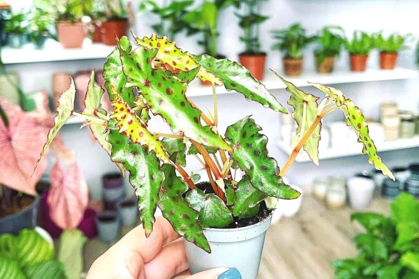 Begonija (Begonia)