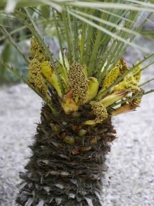 Chameropsas (Chamaerops)