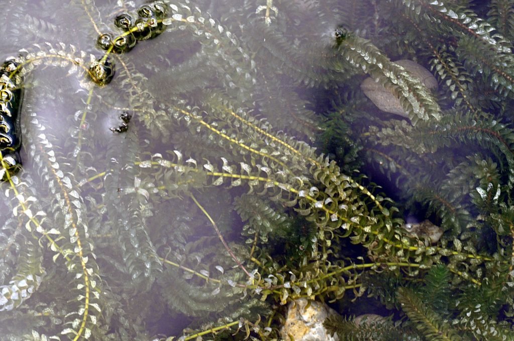 Elodėja (Elodea)