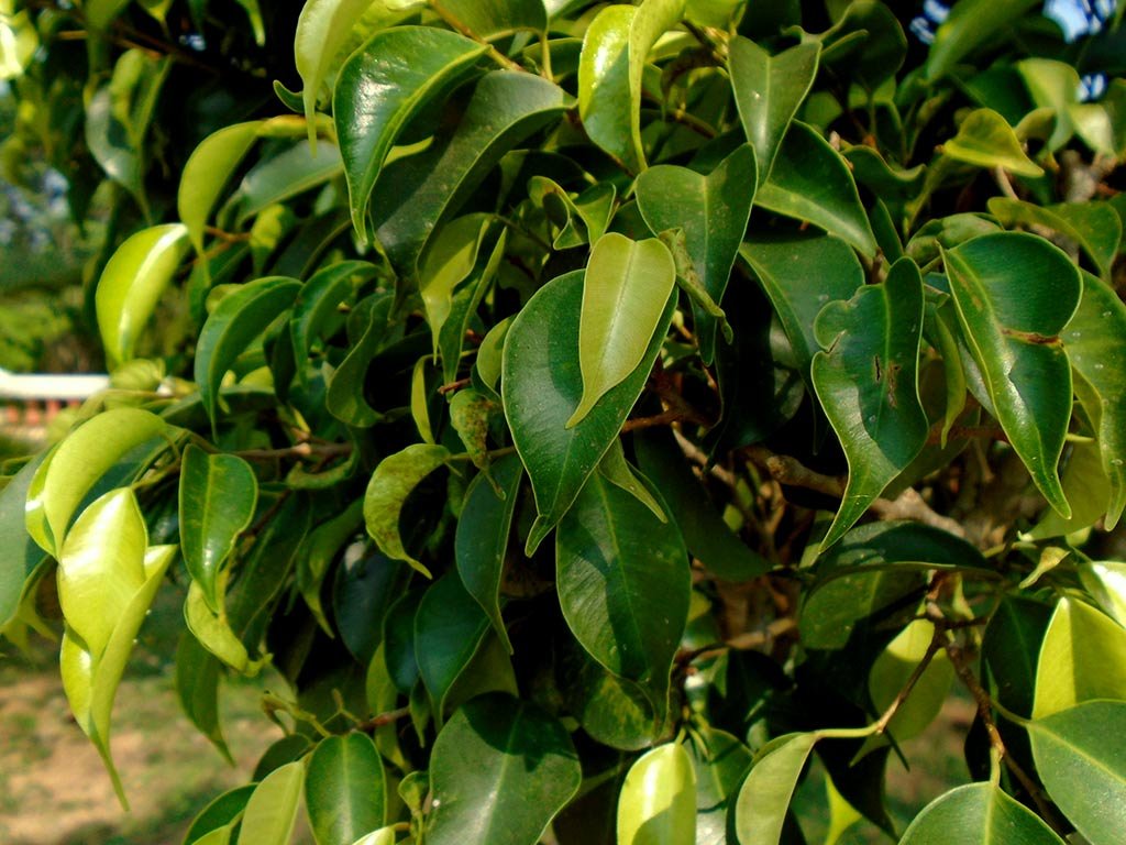 Fikusas (Ficus)