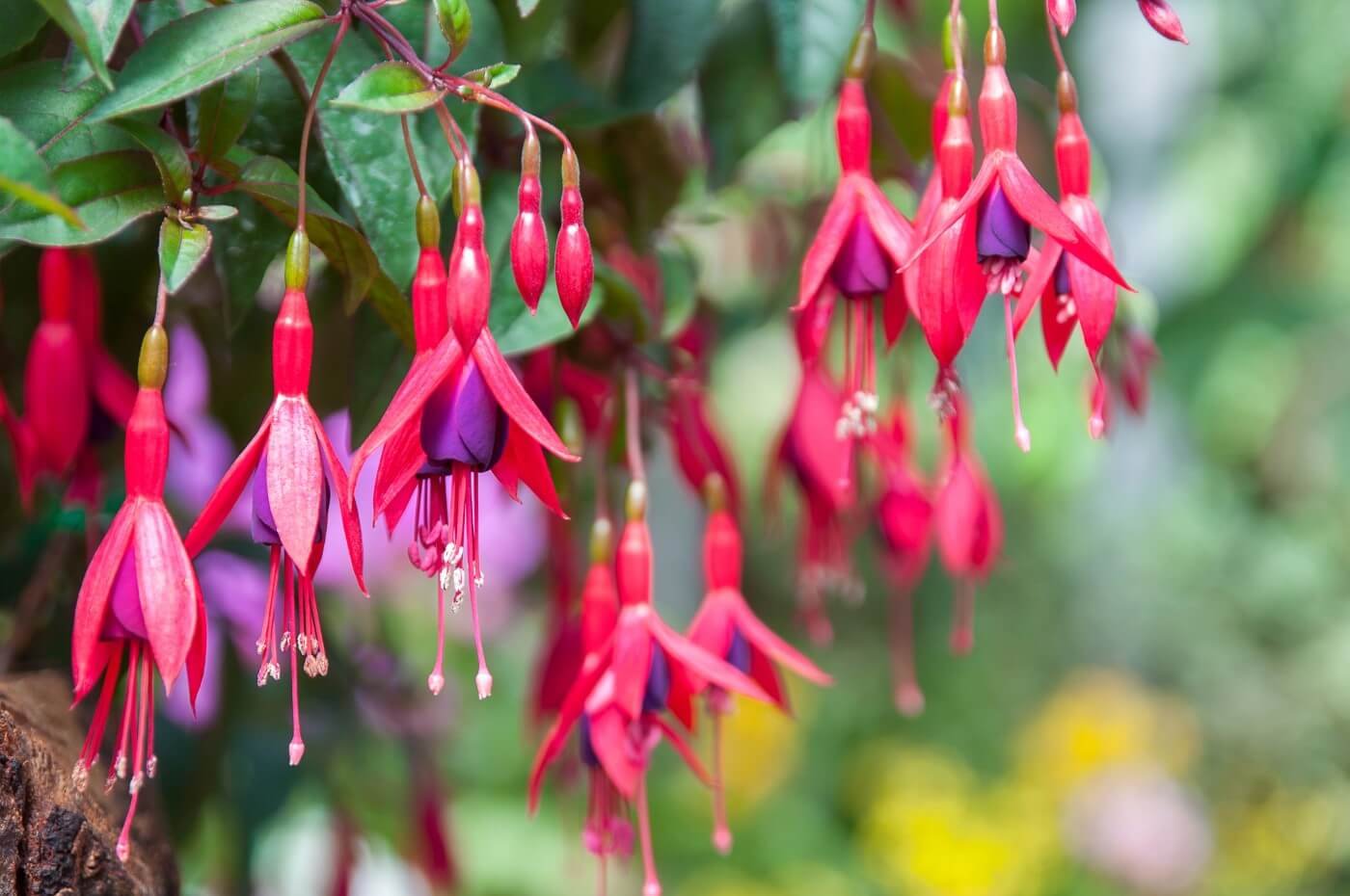 Fuksija (Fuchsia)