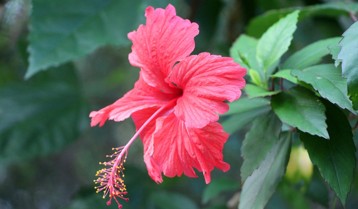 Kinrožė (Hibiscus)
