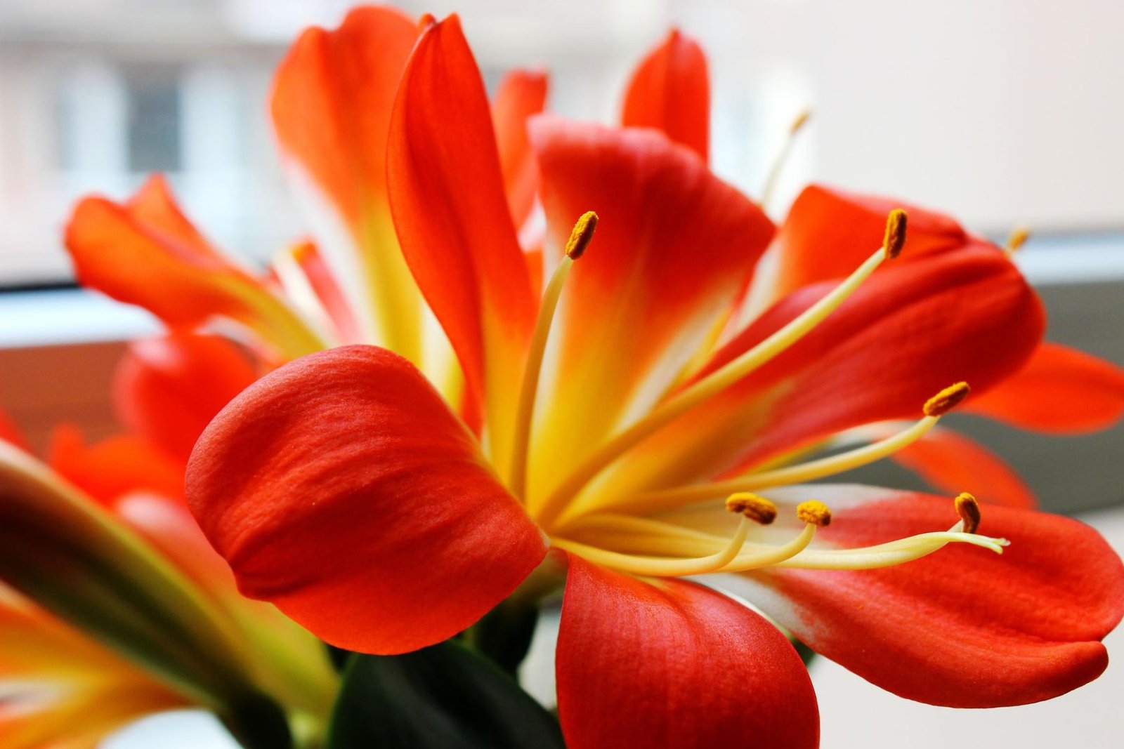Klivija (Clivia)