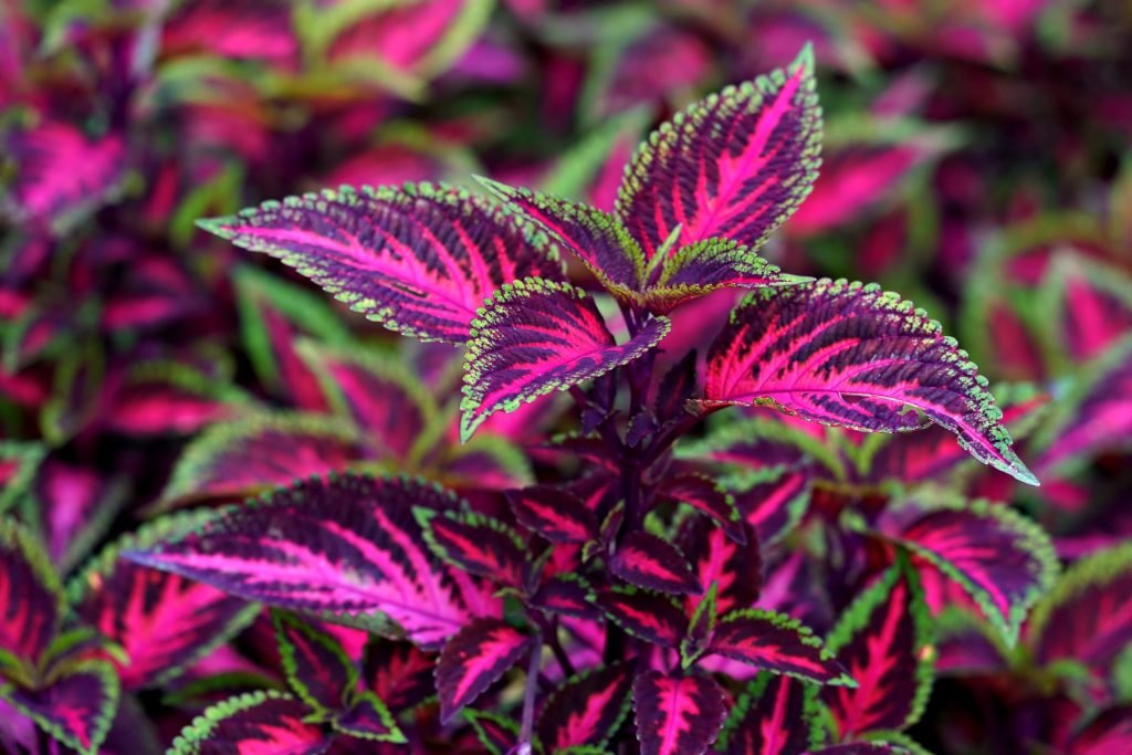Margenis (Coleus)