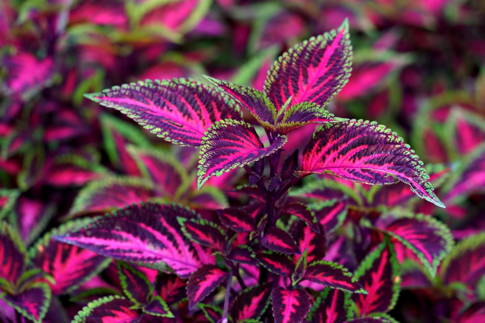 Margenis (Coleus)