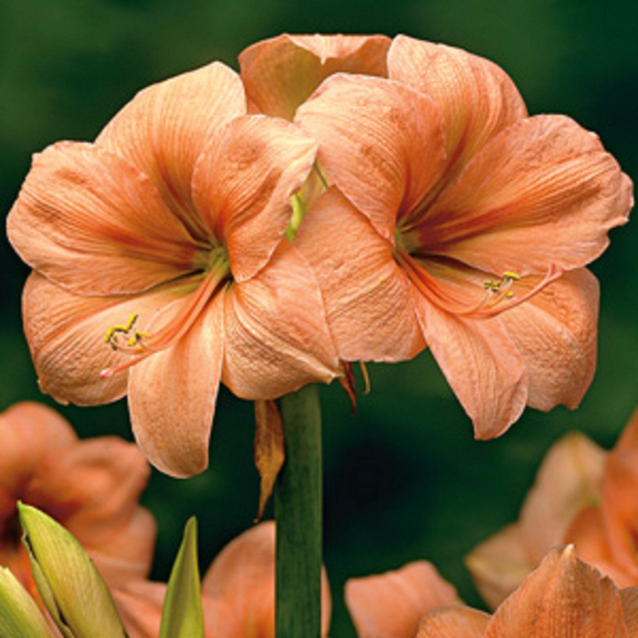 Meilenis (Hippeastrum)
