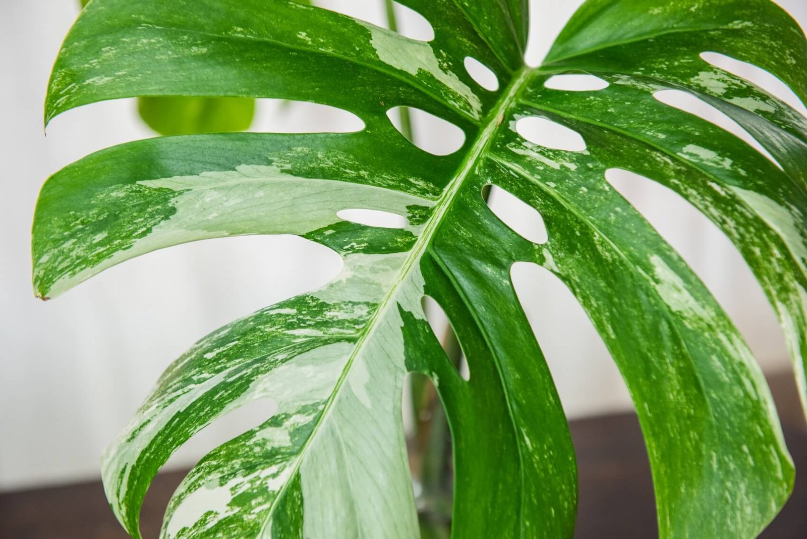 Monstera (Monstera)