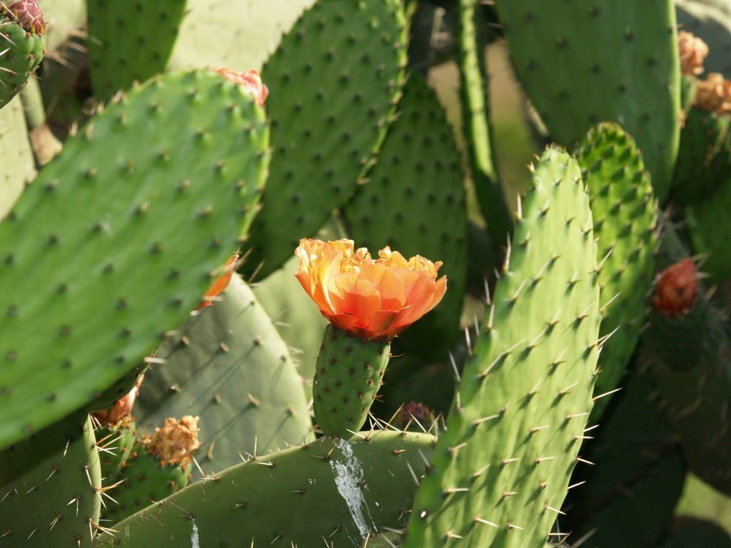 Opuncija (Opuntia)