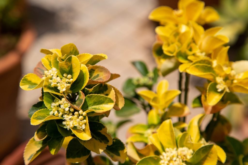 Ožekšnis (Euonymus)