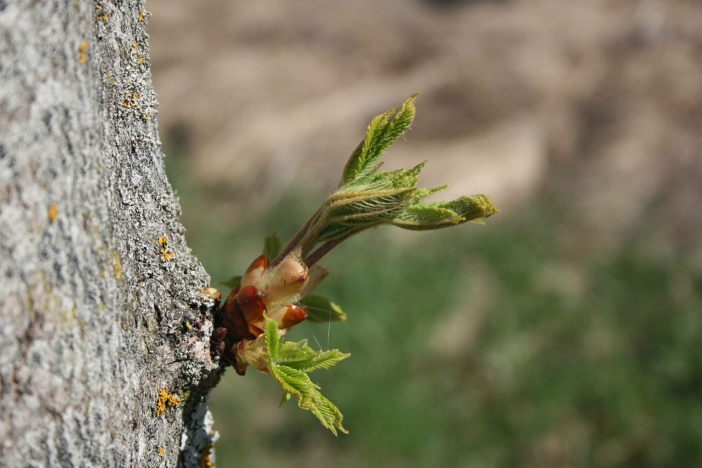 Paprastasis kaštanas