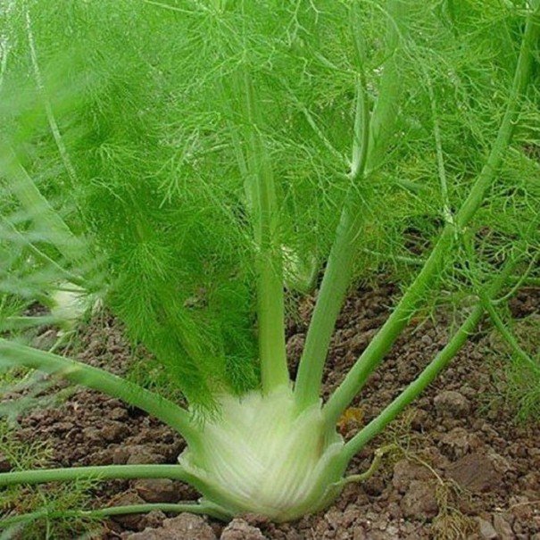 Paprastasis pankolis