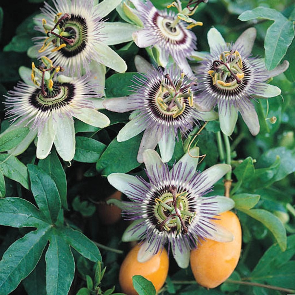 Pasiflora (Passiflora)