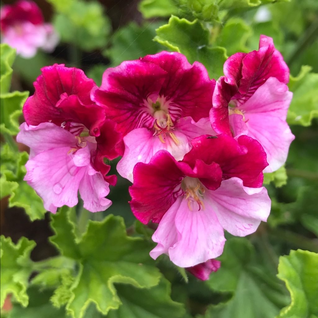 Pelargonija (Pelargonium)
