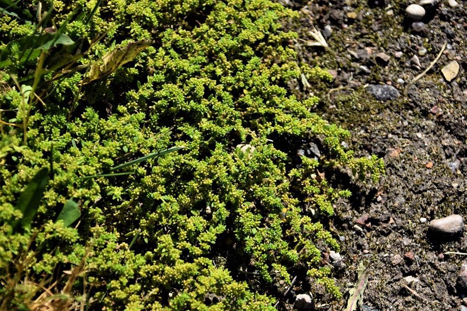 Plikasis skleistenis