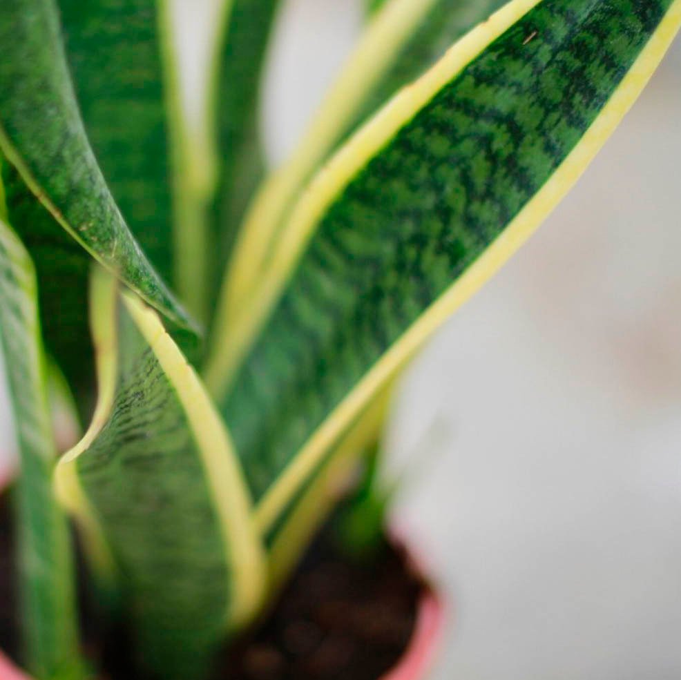 Sansevjera (Sansevieria)