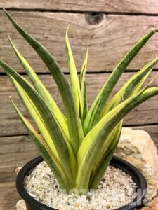 Sansevjera (Sansevieria)