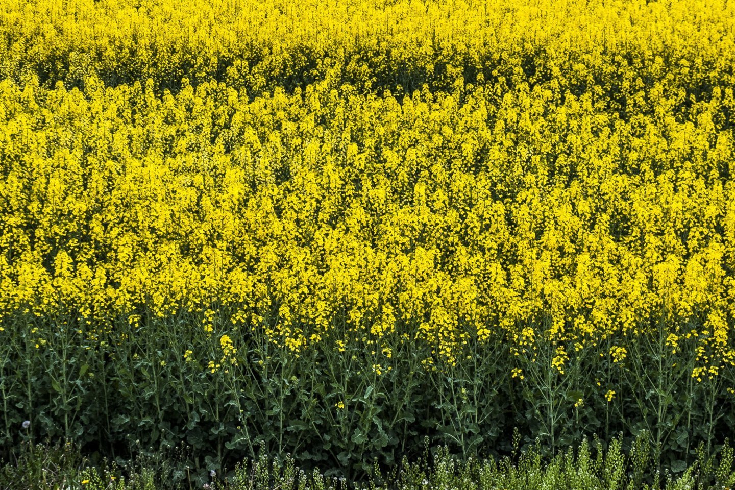 Sėjamasis grikis
