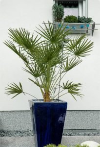 Šiurkštuolė (Trachycarpus)