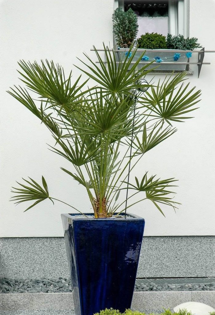 Šiurkštuolė (Trachycarpus)
