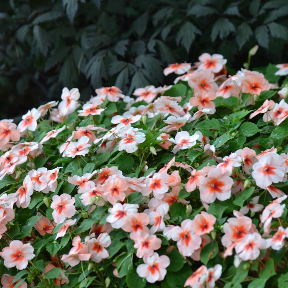 Sprigė (Impatiens)