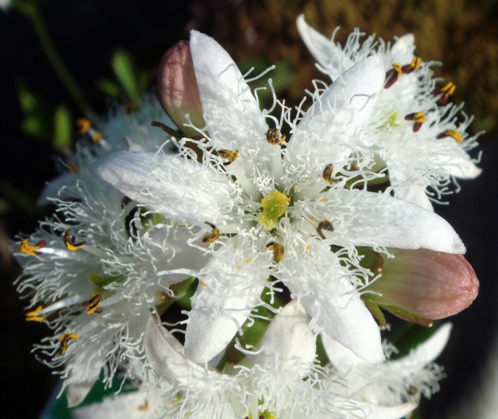 Trilapis pupalaiškis