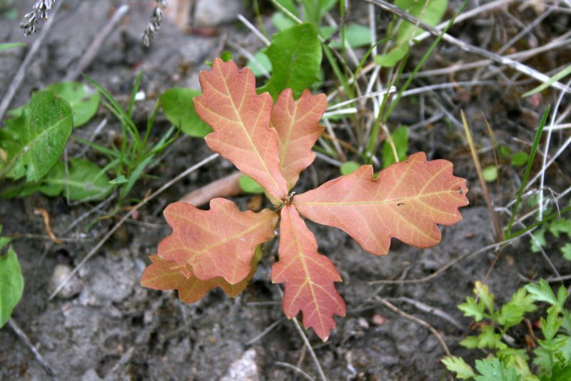 ąžuolas