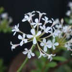 Erika (Erica) yra elegantiškas, visžalis arba pusiau visžalis krūmelis