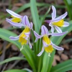 Eritronis (Erythronium)