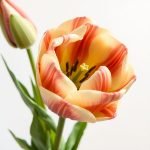 Eustomos (Eustoma grandiflorum) priežiūra