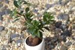 ficus bonsai