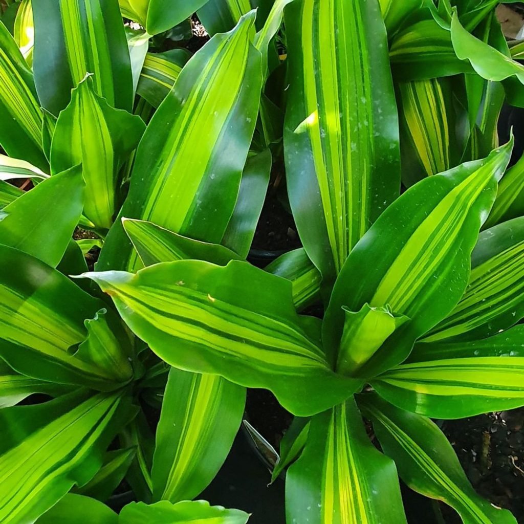 gėlė dracena
