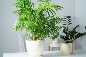 kambarinės palmės