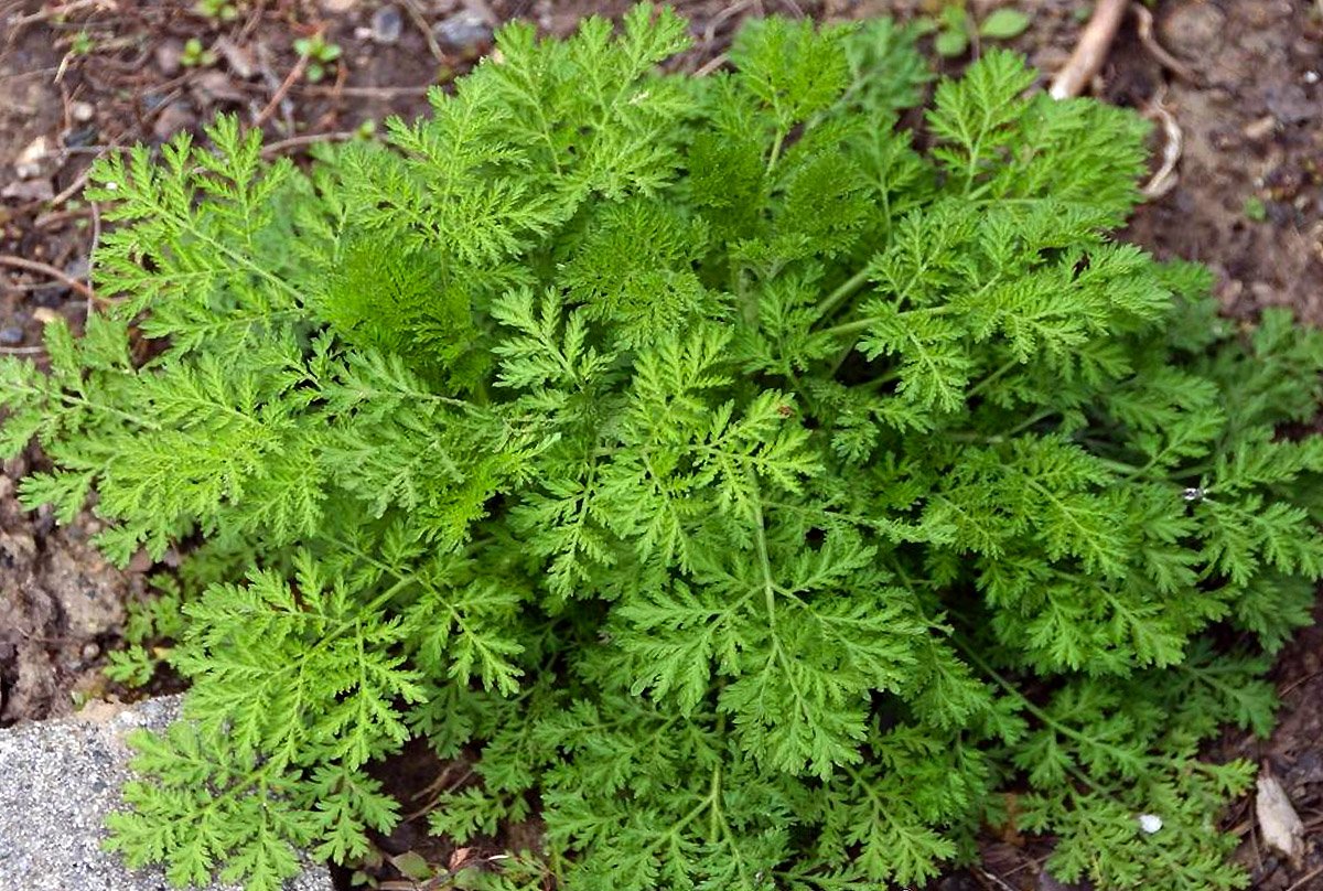 kietis