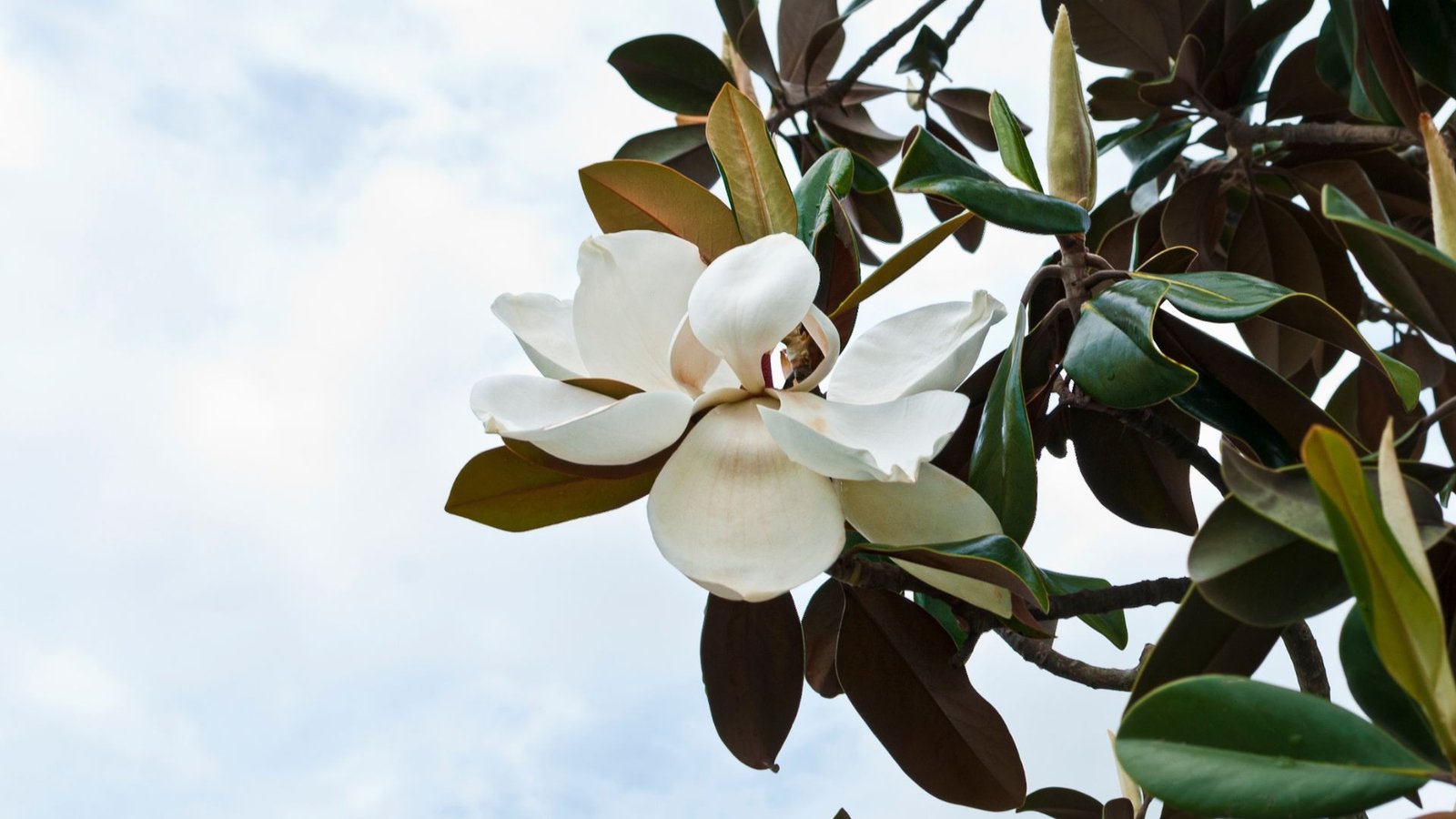 magnolija auginimas