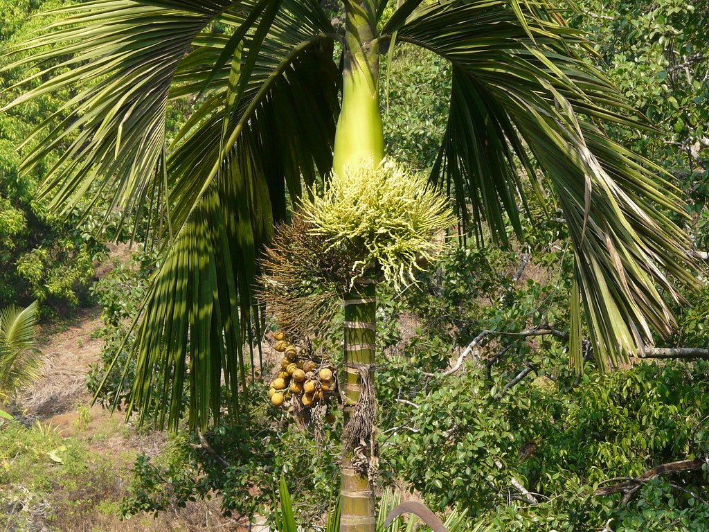 palmes