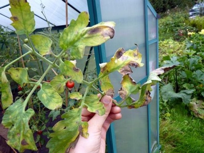 vytulys
